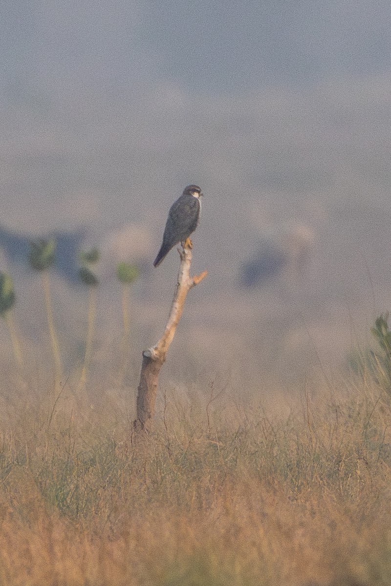 Laggar Falcon - ML640360072