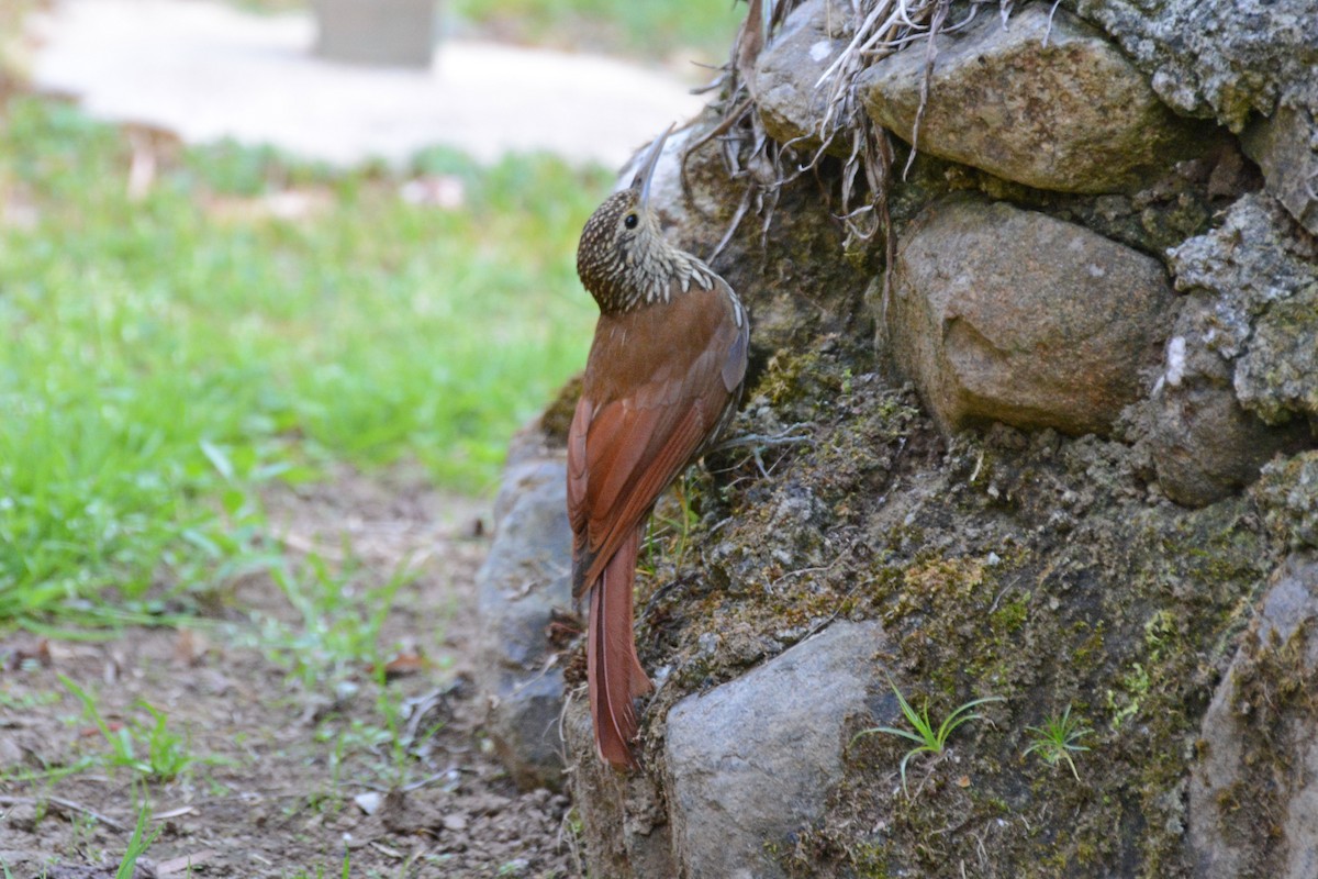 Spot-crowned Woodcreeper - ML64036011