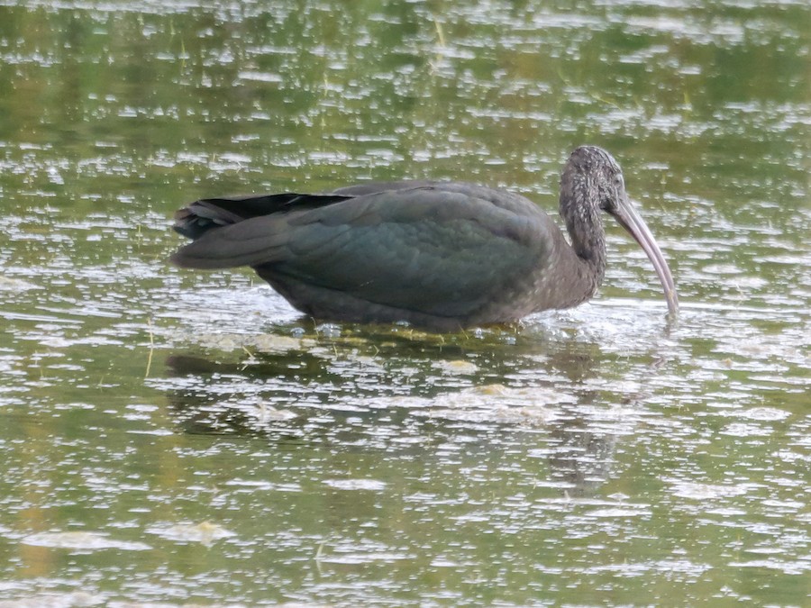 Glossy Ibis - Roger Horn