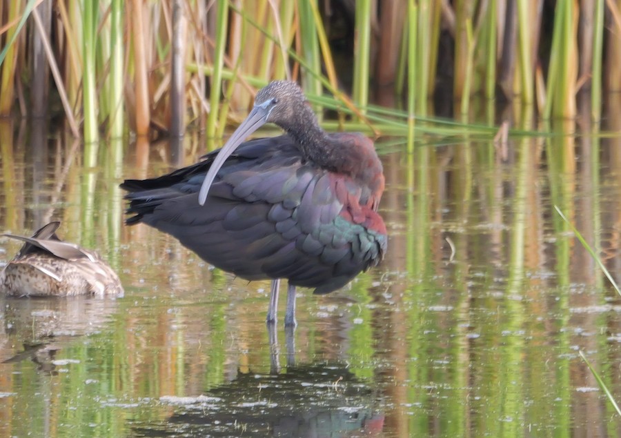 Glossy Ibis - Roger Horn
