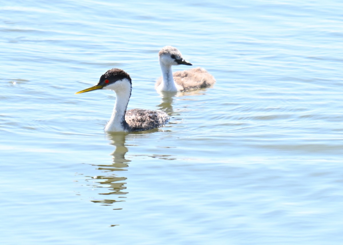 Western Grebe - ML640360201
