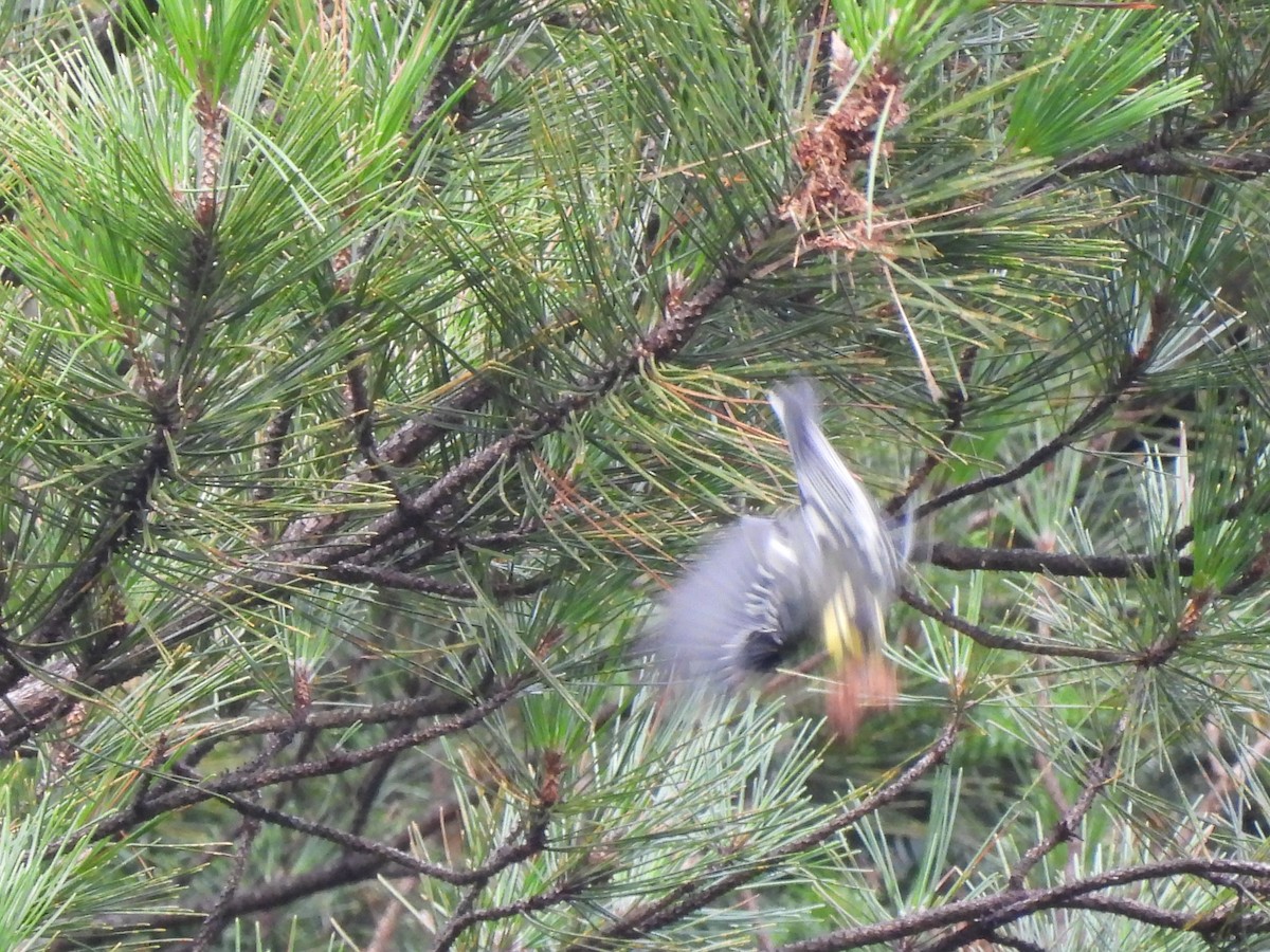 Yellow-cheeked Tit - ML640360206