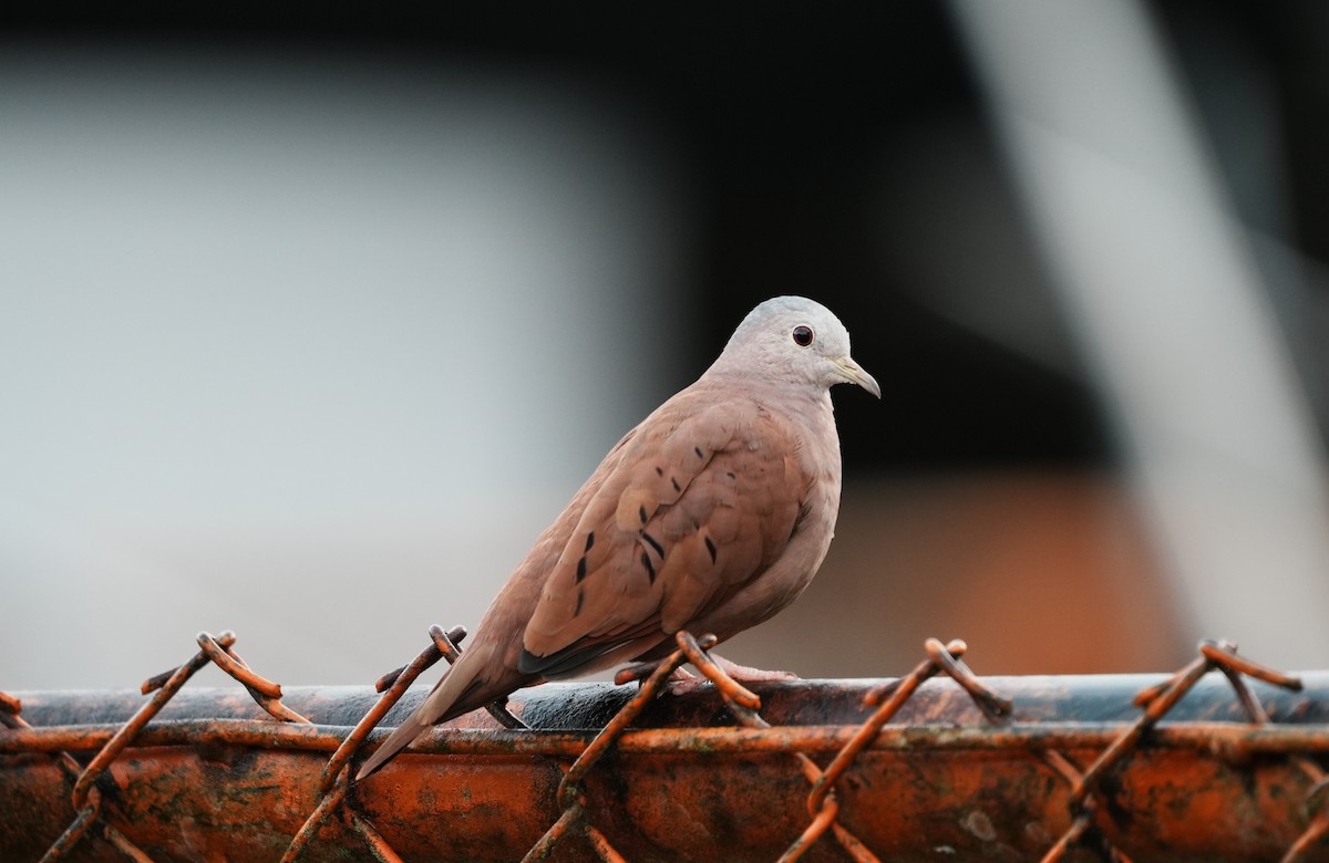 Ruddy Ground Dove - ML640360278