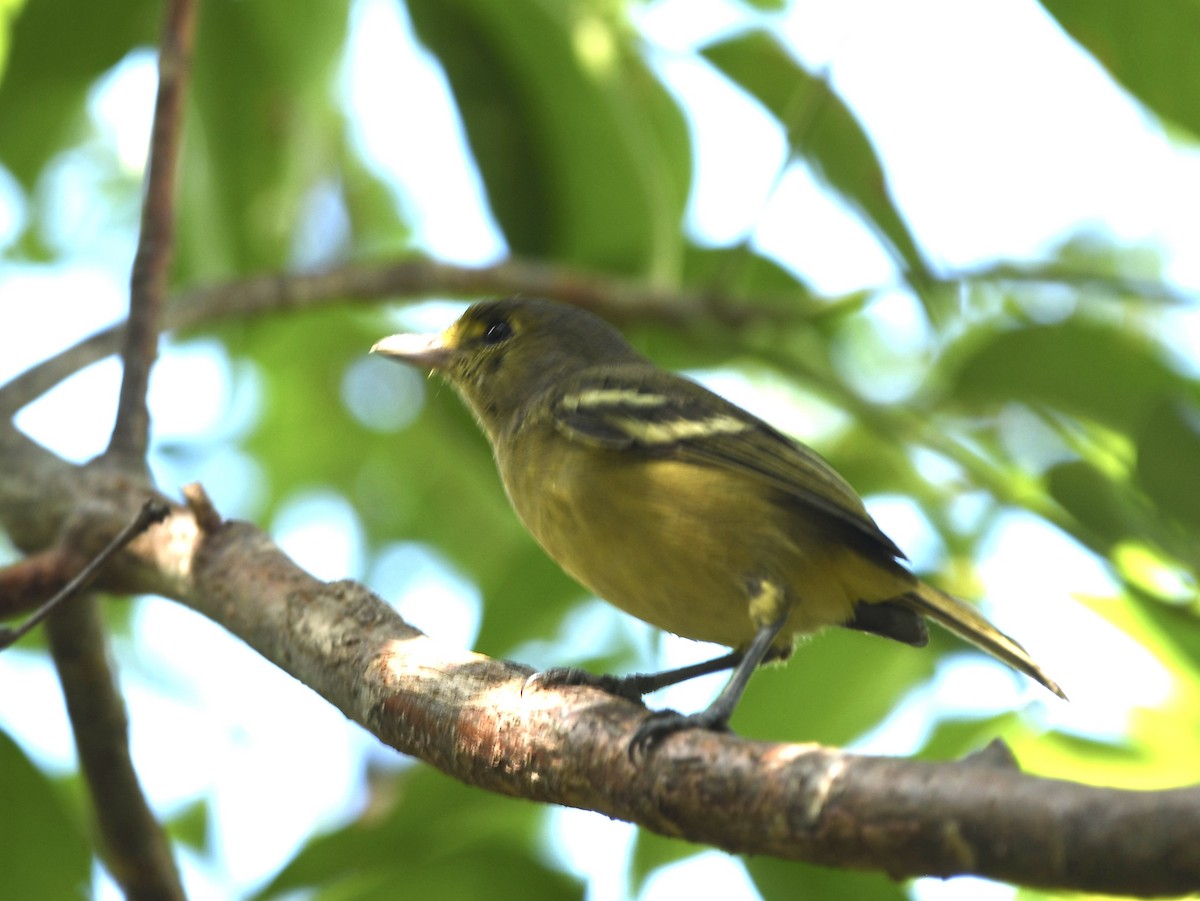 Thick-billed Vireo - ML640360487