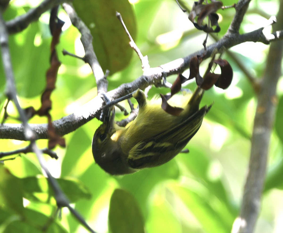 Thick-billed Vireo - ML640360499