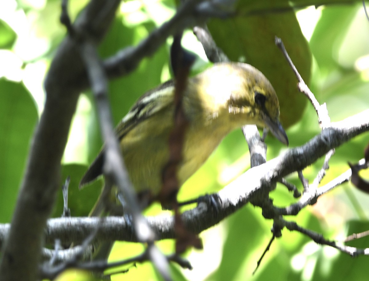 Thick-billed Vireo - ML640360500