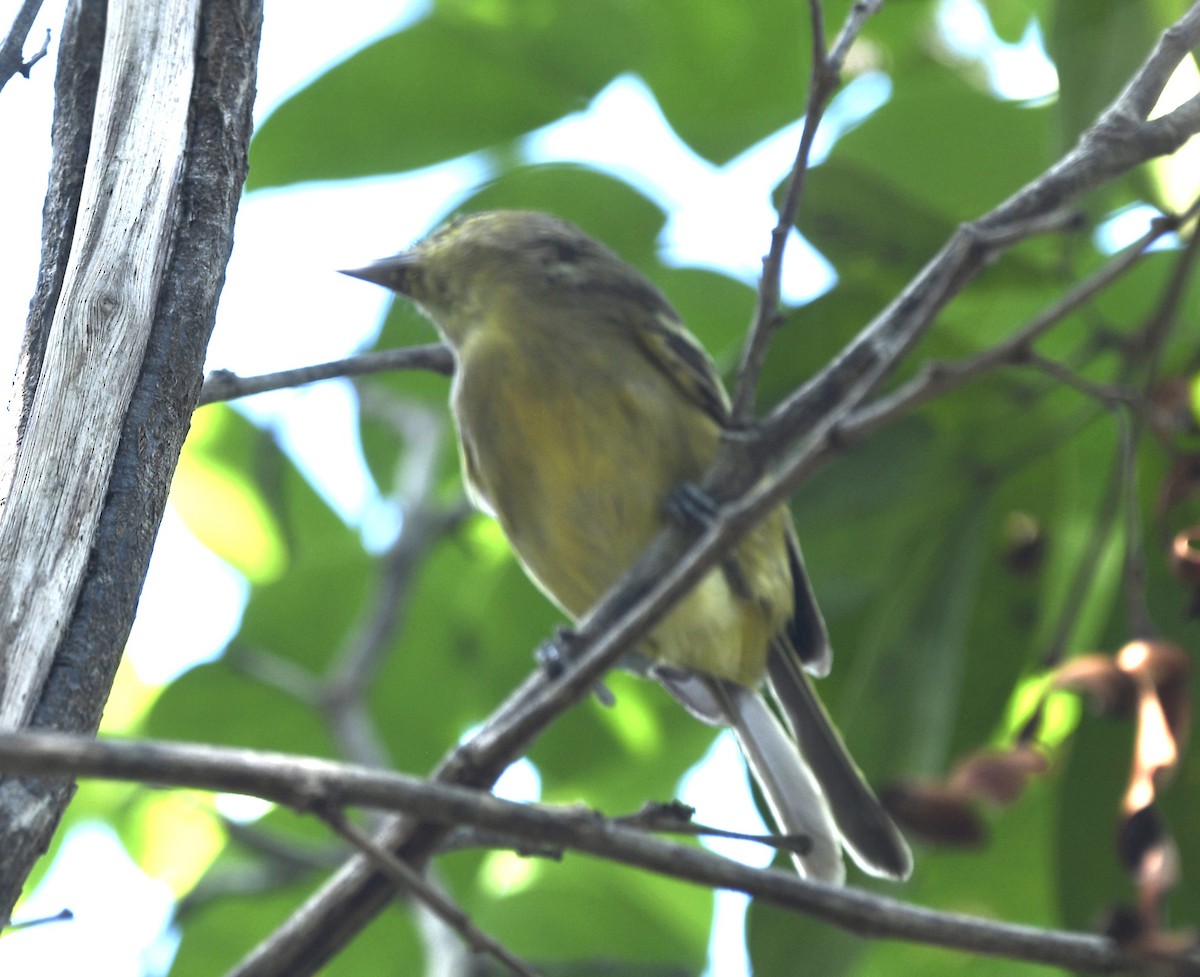 Thick-billed Vireo - ML640360501