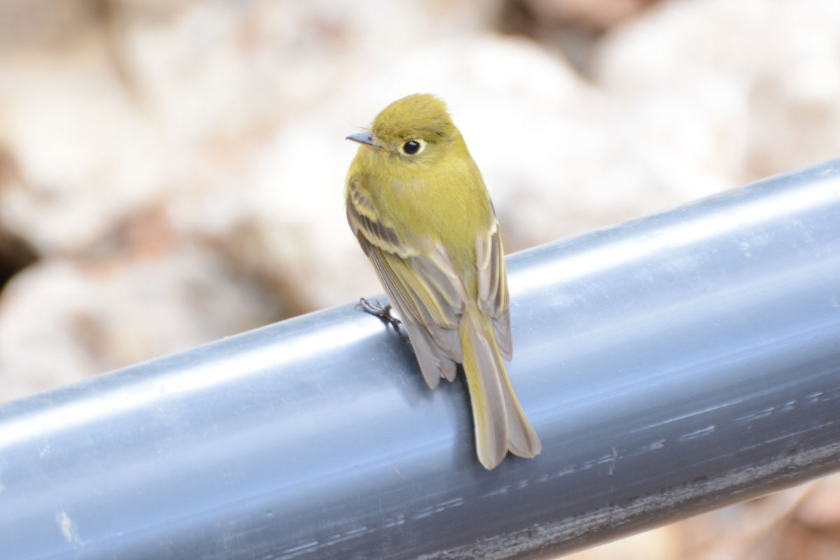 Yellowish Flycatcher - ML64036051