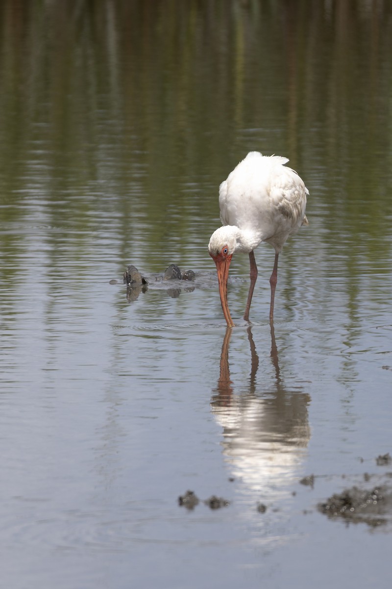 White Ibis - ML640360537