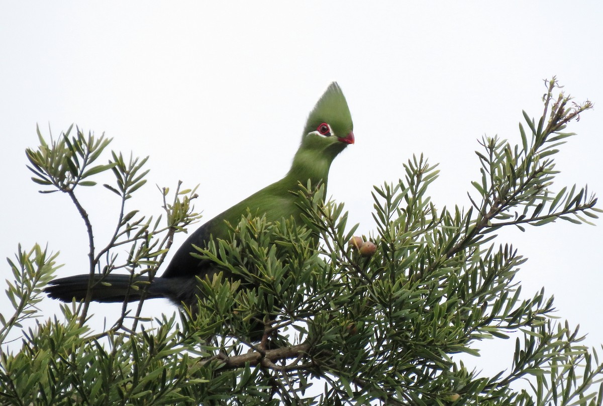 Knysna Turaco - ML640360551