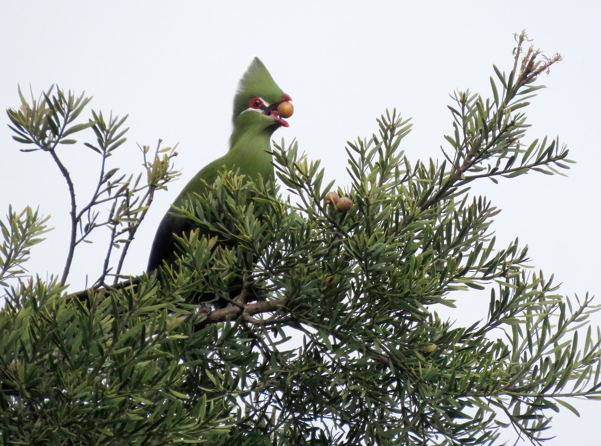 Knysna Turaco - ML640360560