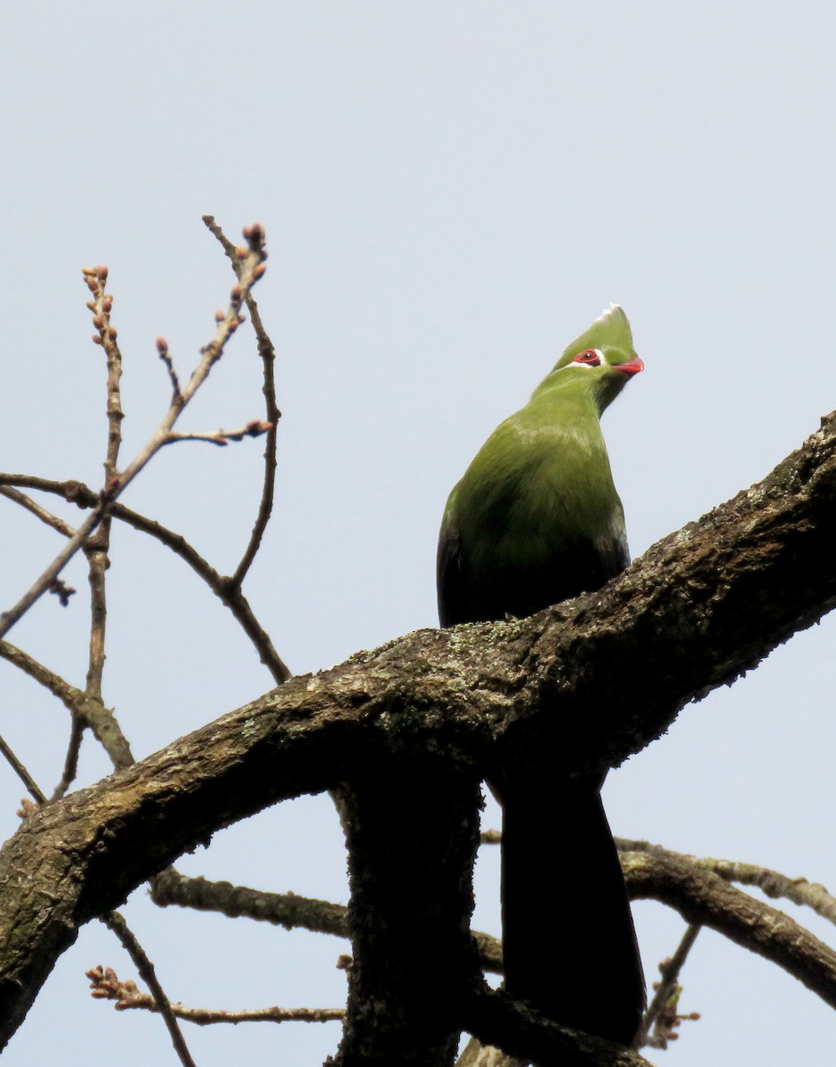 Knysna Turaco - ML640360582
