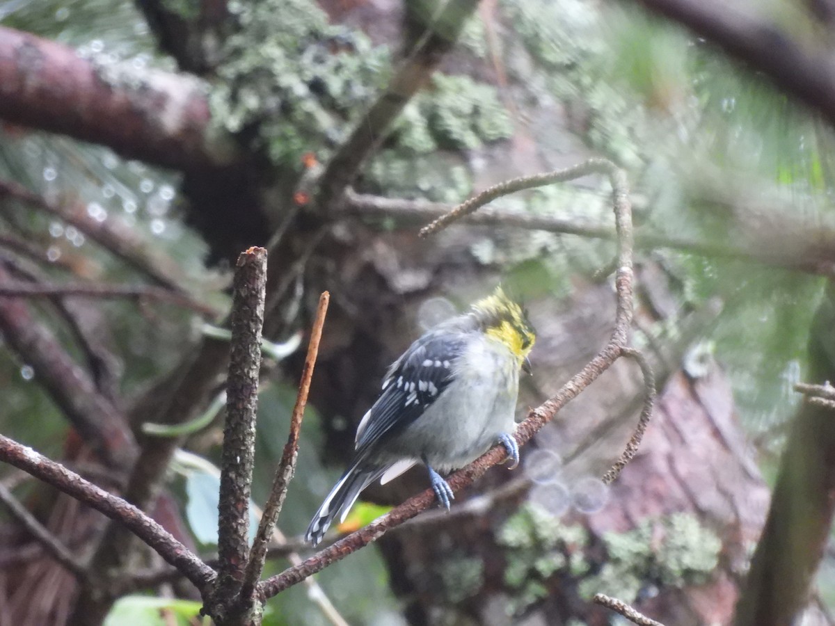 Yellow-cheeked Tit - ML640360585