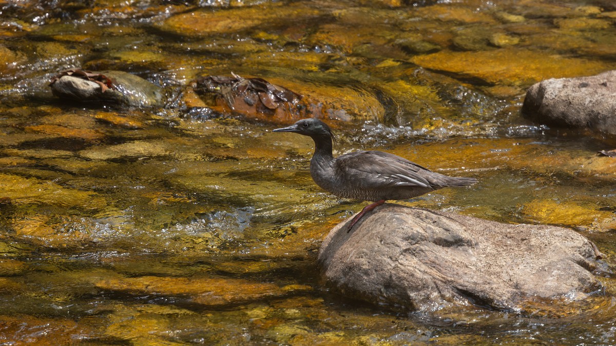 Brazilian Merganser - ML640360652