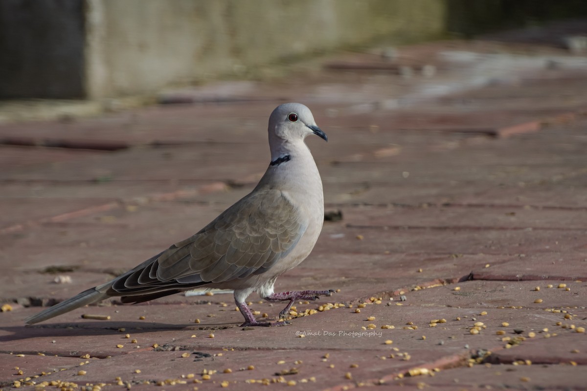 Буулгат хүүрзгэнэ - ML640360656