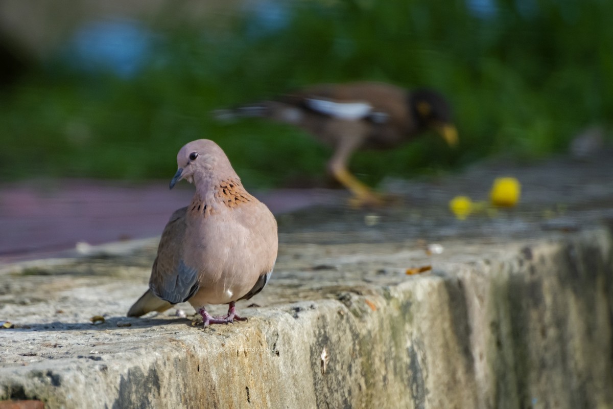 Өөдсөн хүүрзгэнэ - ML640360669