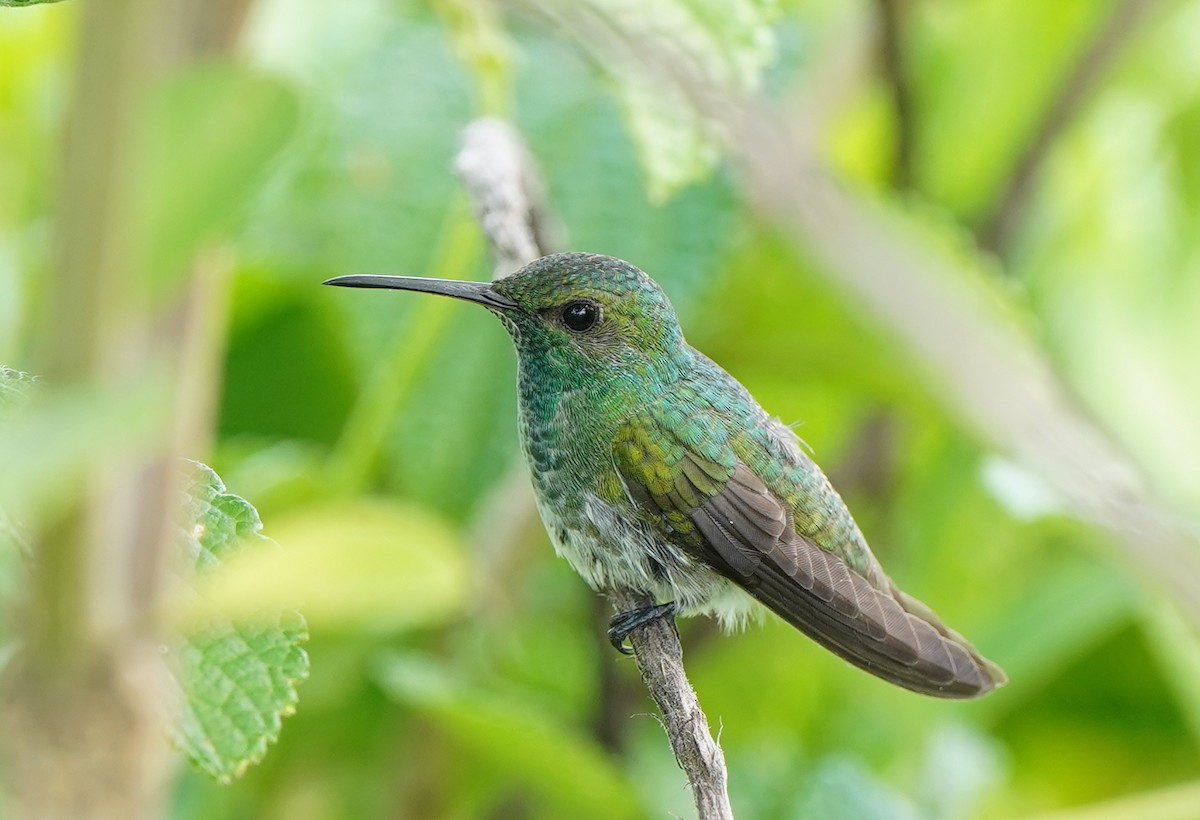 Mangrove Hummingbird - ML640360720