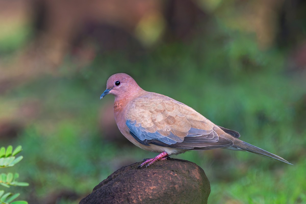 Laughing Dove - ML640360730