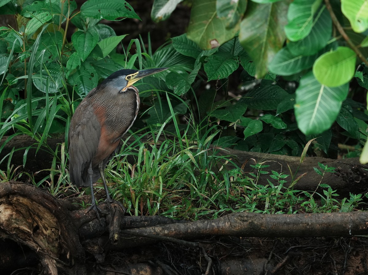 Bare-throated Tiger-Heron - ML640360761