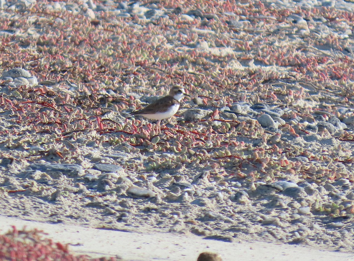 Collared Plover - ML640360805