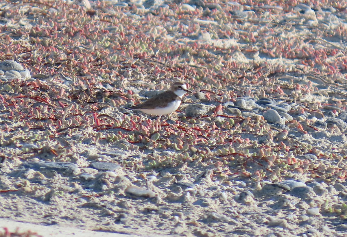 Collared Plover - ML640360806