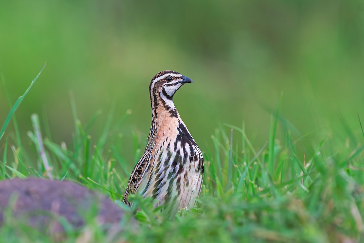 Rain Quail - ML640360852