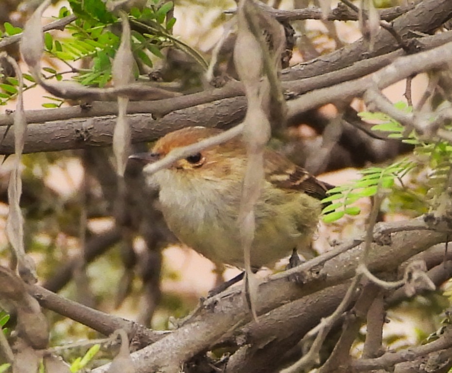 Fulvous-faced Scrub-Tyrant - ML640360863