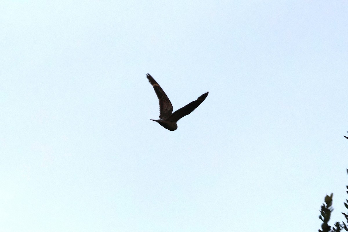 Lesser Nighthawk - ML640360892