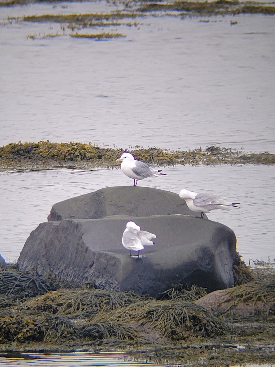 Black-legged Kittiwake - ML640360910