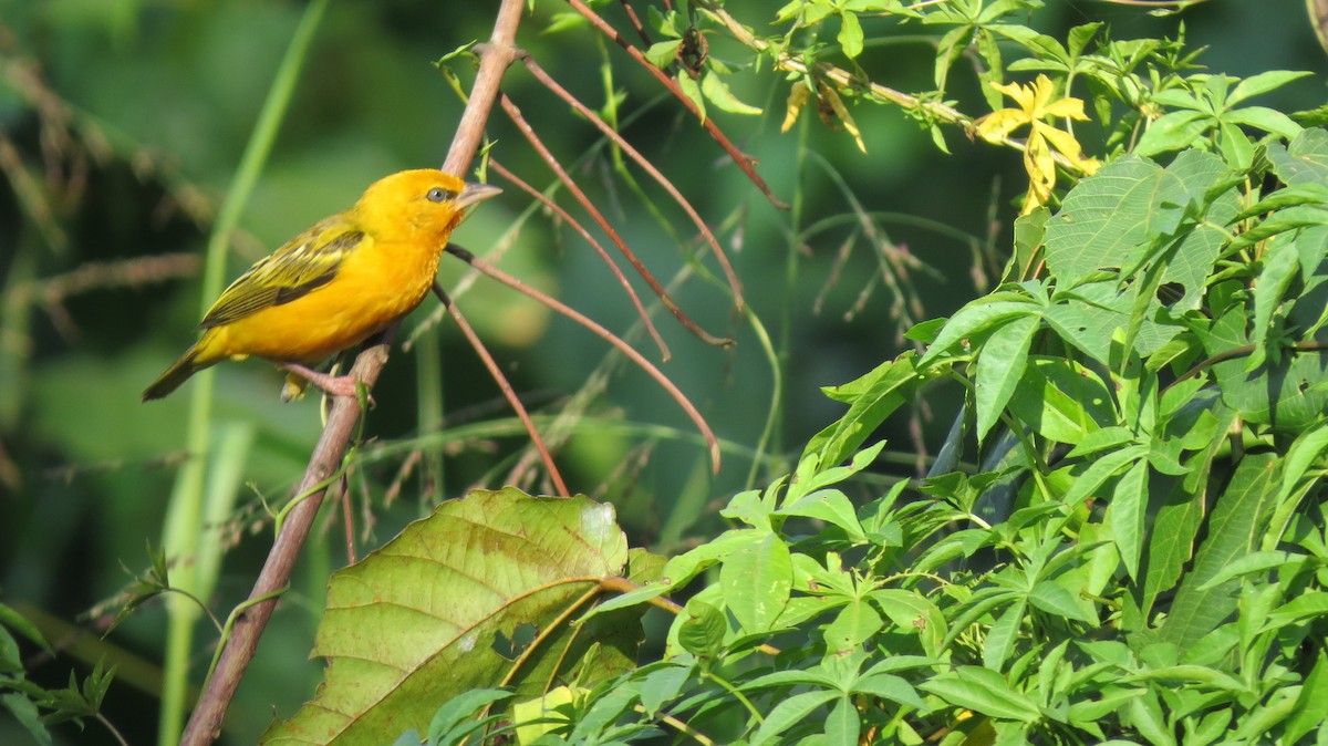 Orange Weaver - ML640360928