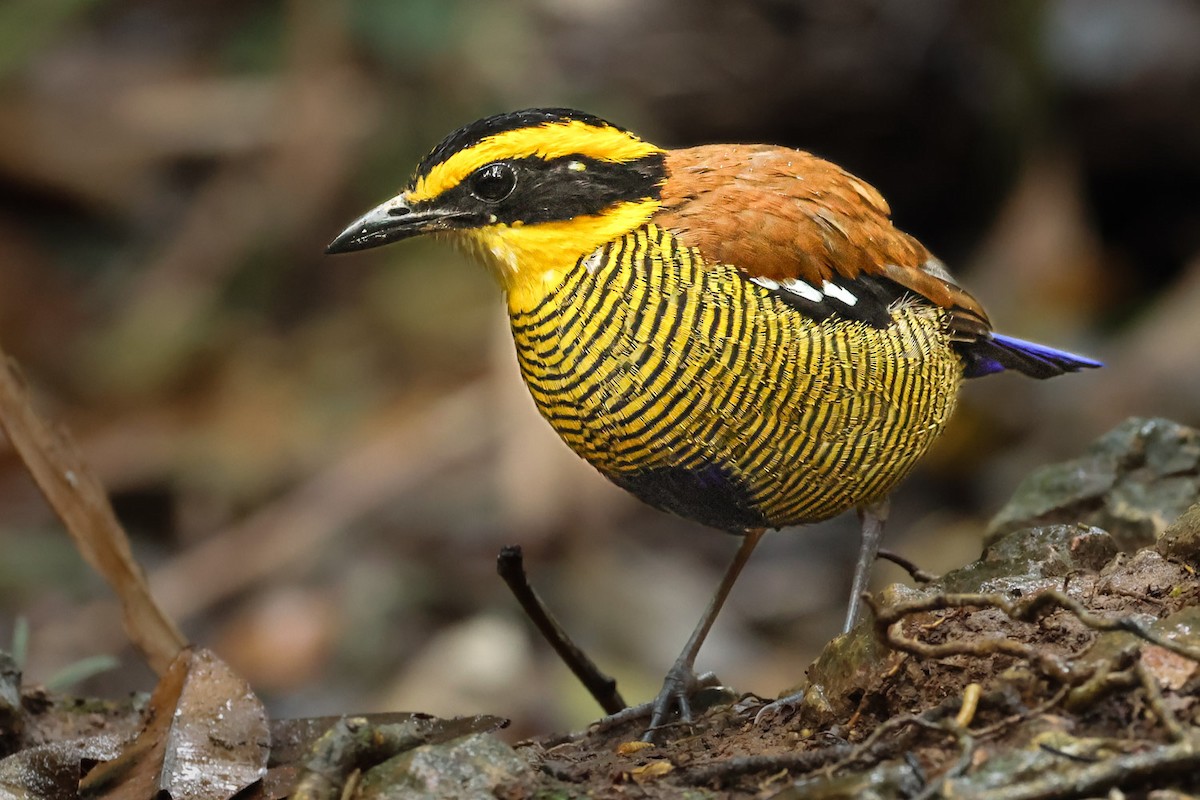 Bornean Banded-Pitta - ML640360952