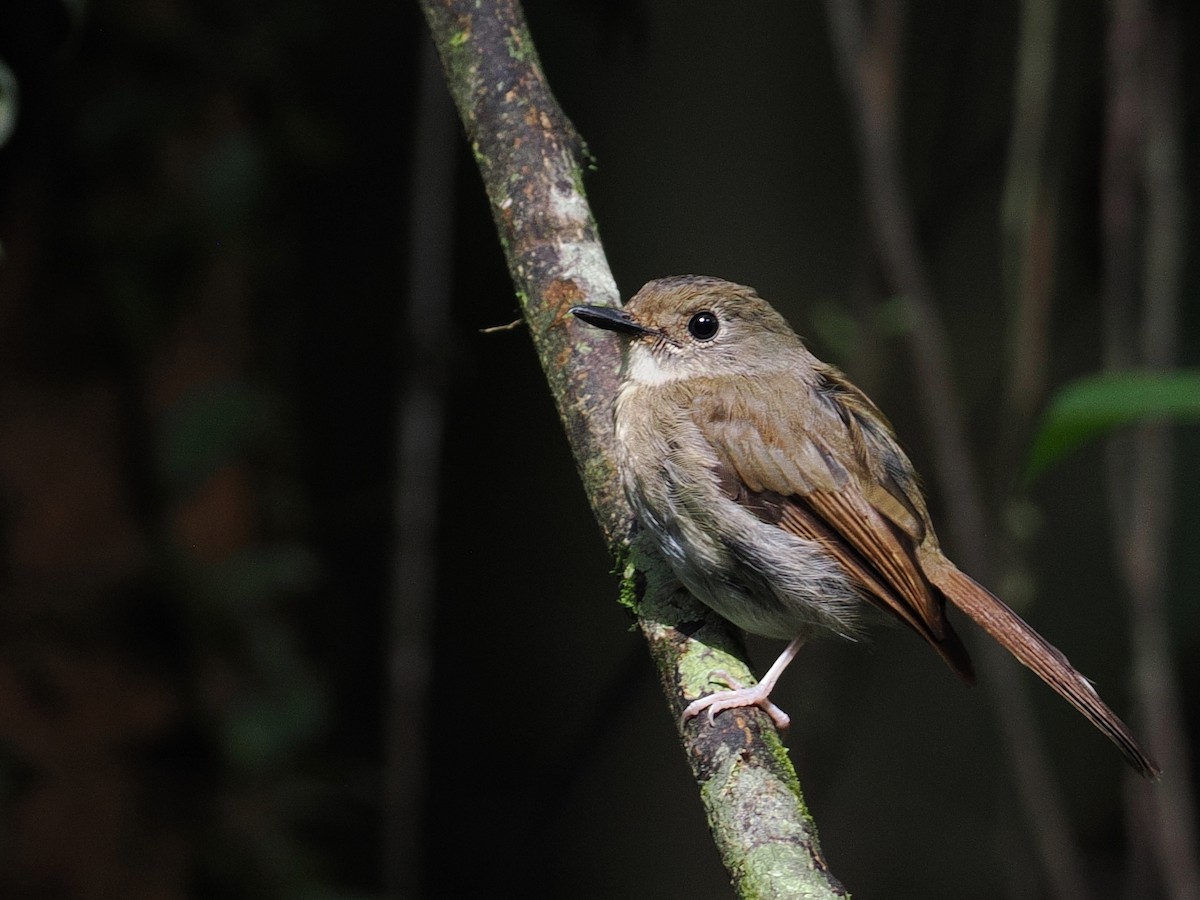 Fulvous-chested Jungle Flycatcher - ML640360979