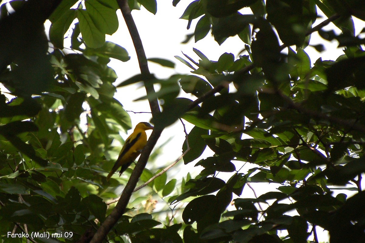 African Golden Oriole - ML640360987