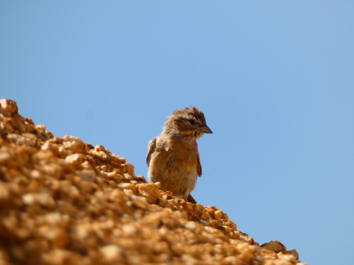 Lark-like Bunting - ML640361028