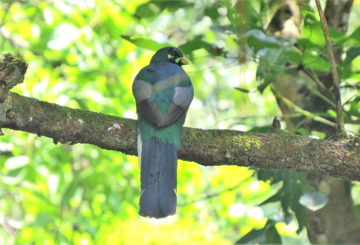 Narina Trogon - ML640361037