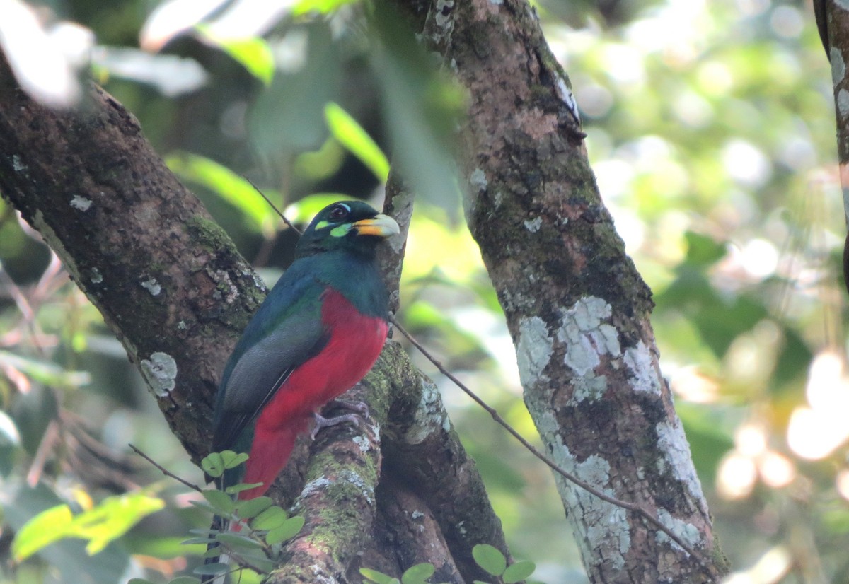 Narina Trogon - ML640361044