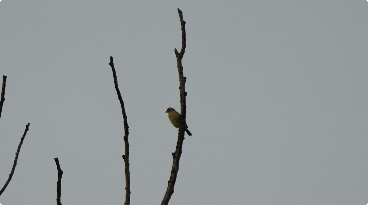 Yellow-breasted Bunting - ML640361057