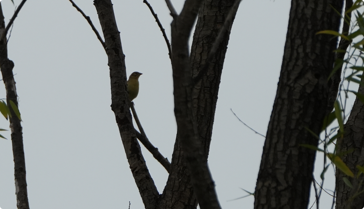 Yellow-breasted Bunting - ML640361060
