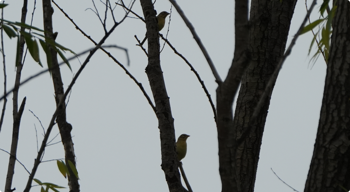 Yellow-breasted Bunting - ML640361067