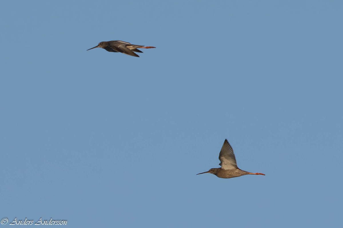 Spotted Redshank - ML640361087