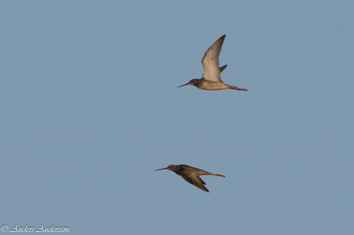 Spotted Redshank - ML640361090