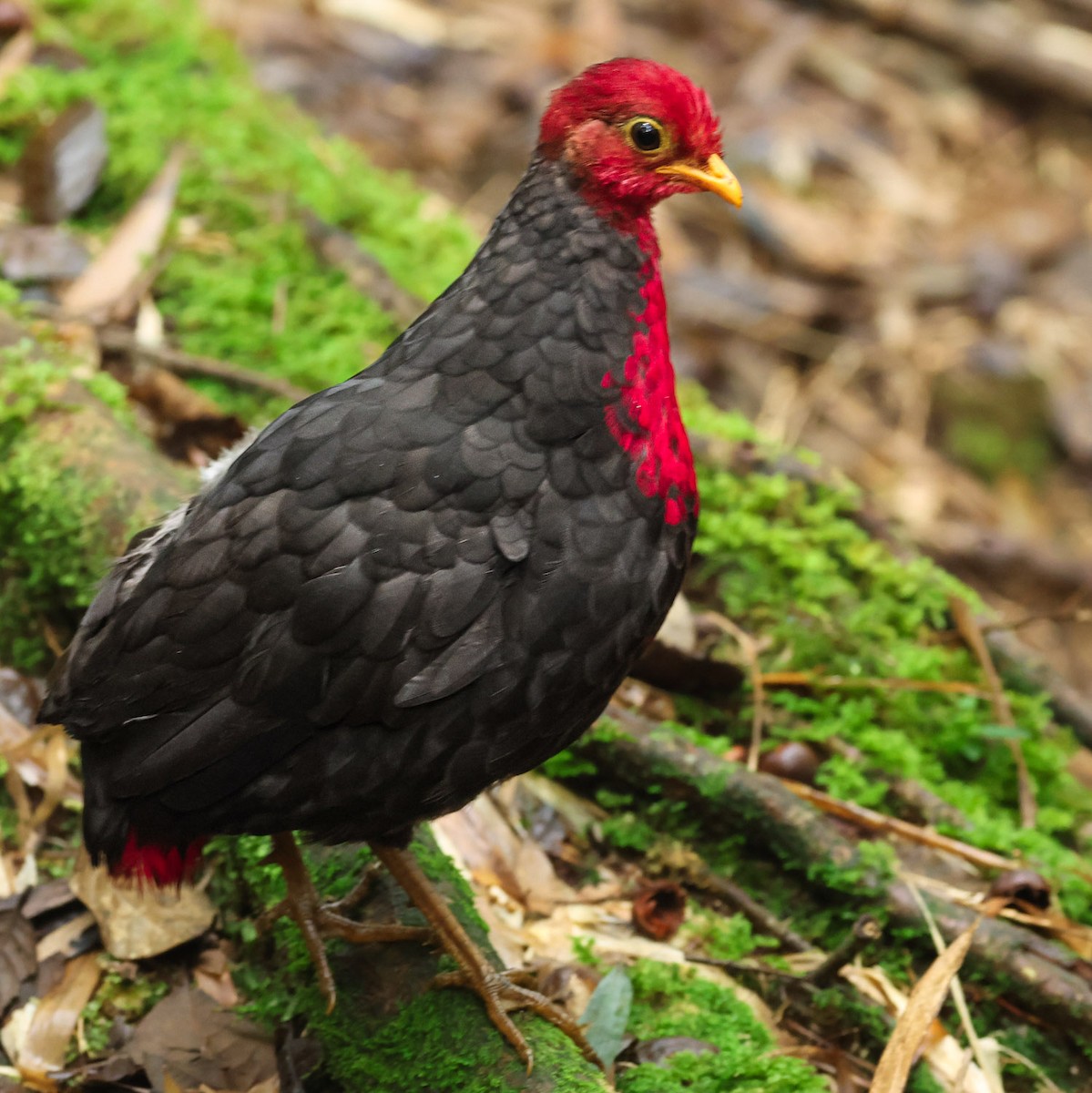 Crimson-headed Partridge - ML640361105