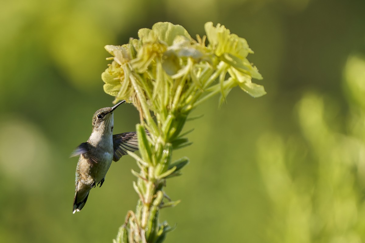 Ruby-throated Hummingbird - ML640361113