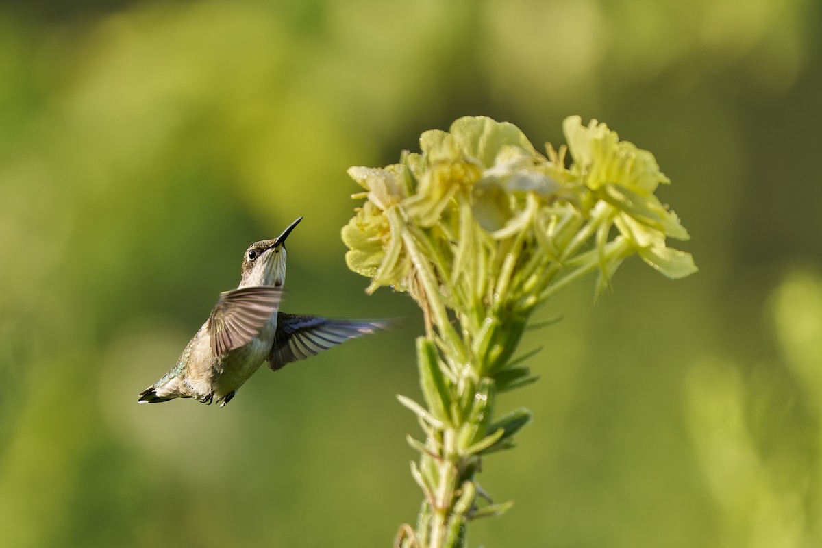 Ruby-throated Hummingbird - ML640361114