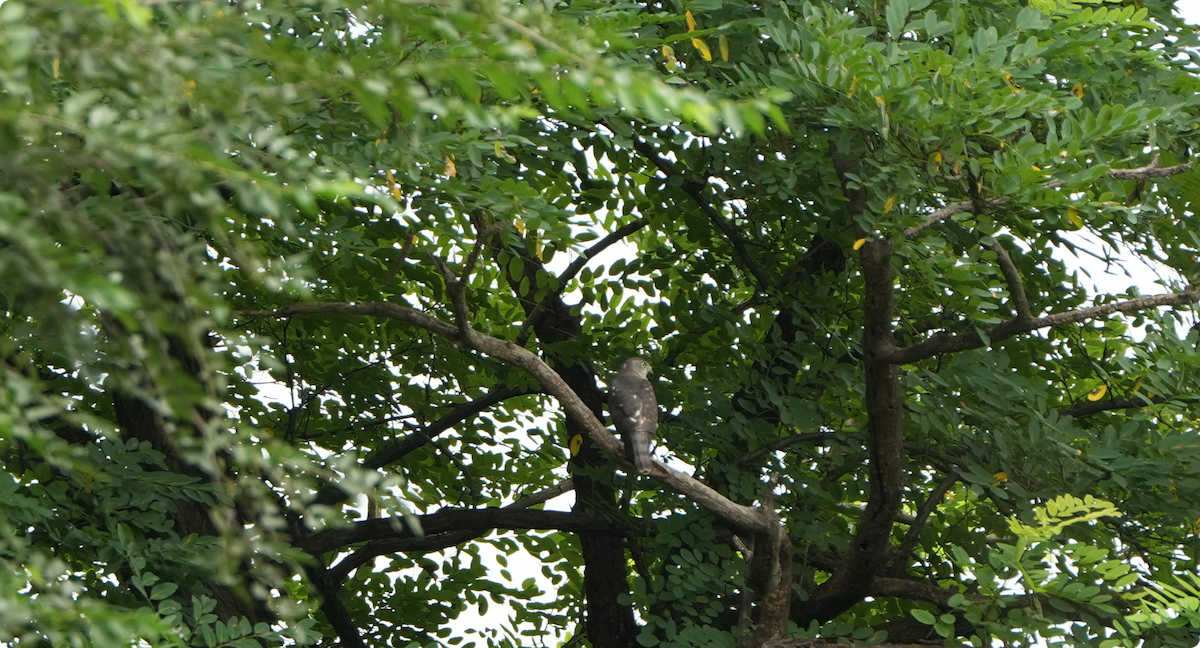 アカハラダカ - ML640361115
