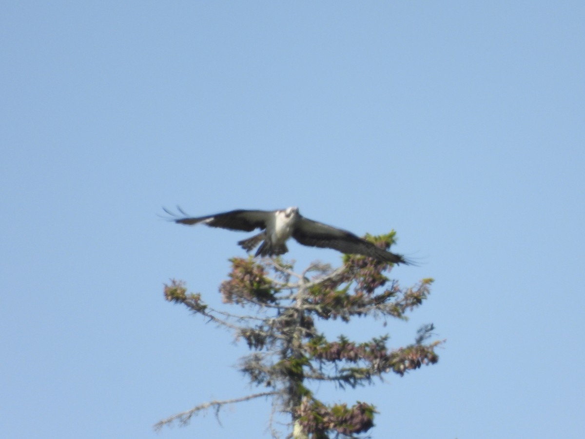 Fischadler - ML640361143