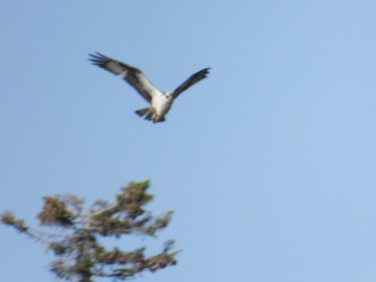 Fischadler - ML640361144