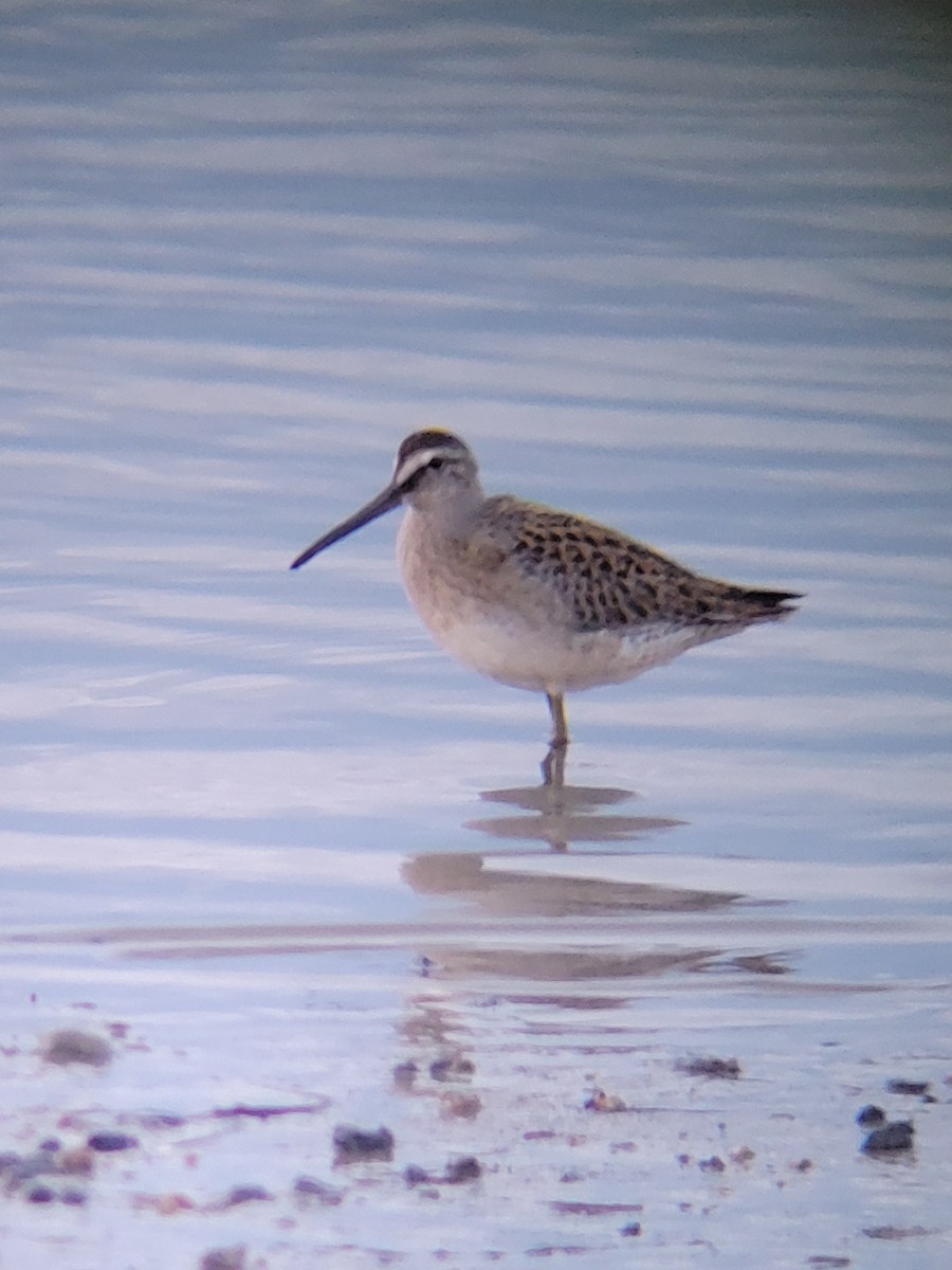 Short-billed Dowitcher - ML640361180
