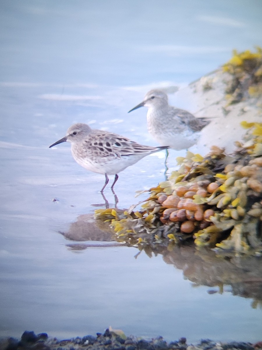 White-rumped Sandpiper - ML640361186