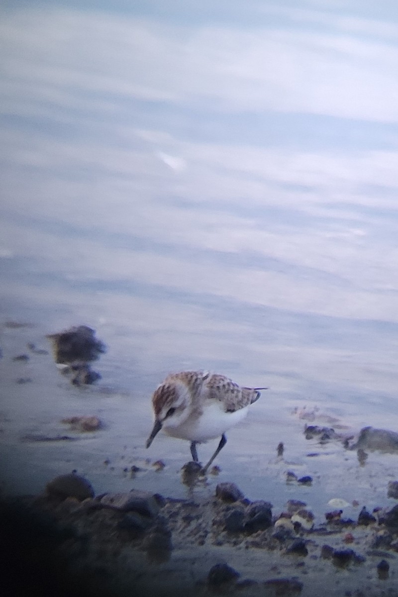 Semipalmated Sandpiper - ML640361189